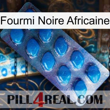 African Black Ant viagra1